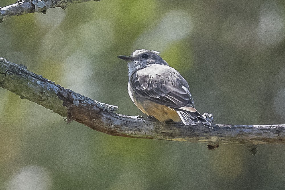 Mosquero Cardenal - ML622903160