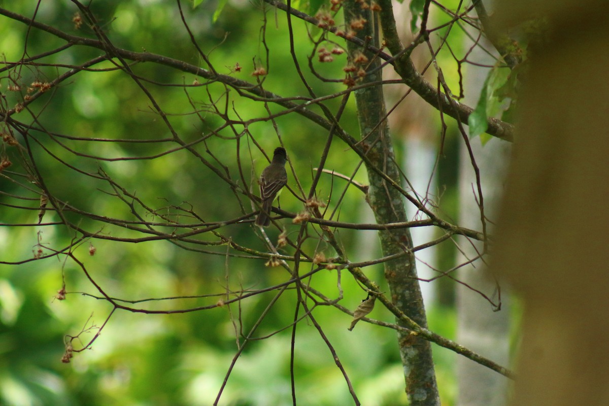 Short-crested Flycatcher - ML622903176