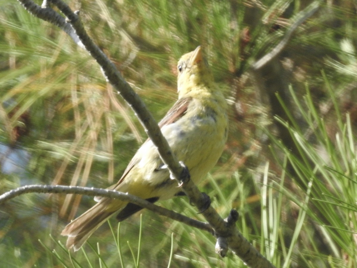 Batılı Piranga - ML622903201