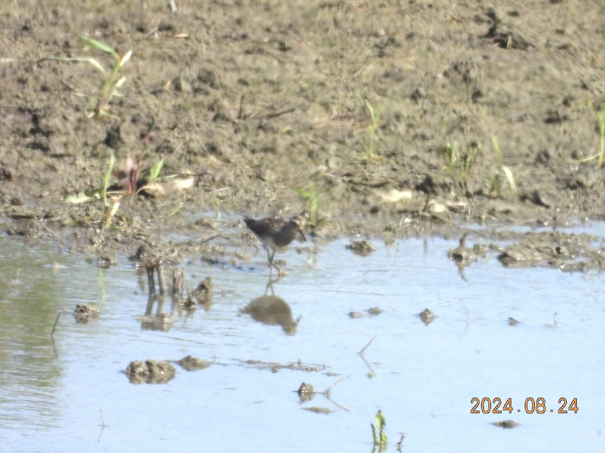 Pectoral Sandpiper - ML622903225