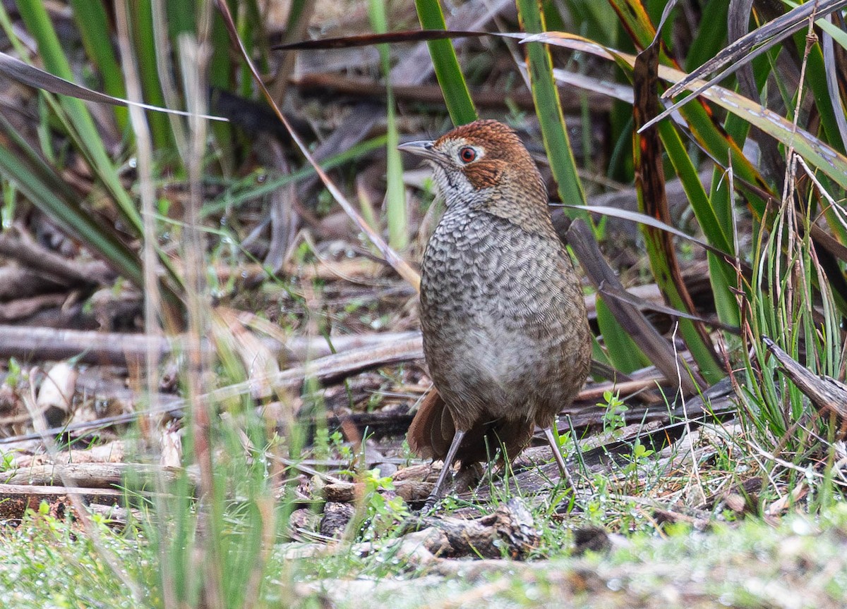 Rufous Bristlebird - ML622903259