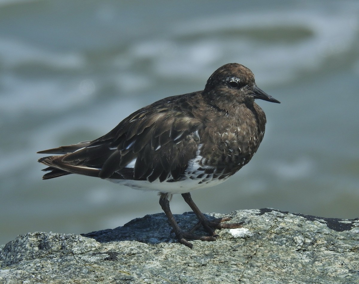 Black Turnstone - ML622903266