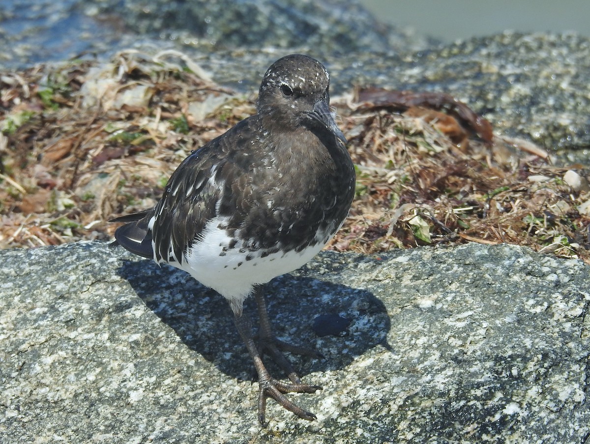 Black Turnstone - ML622903268