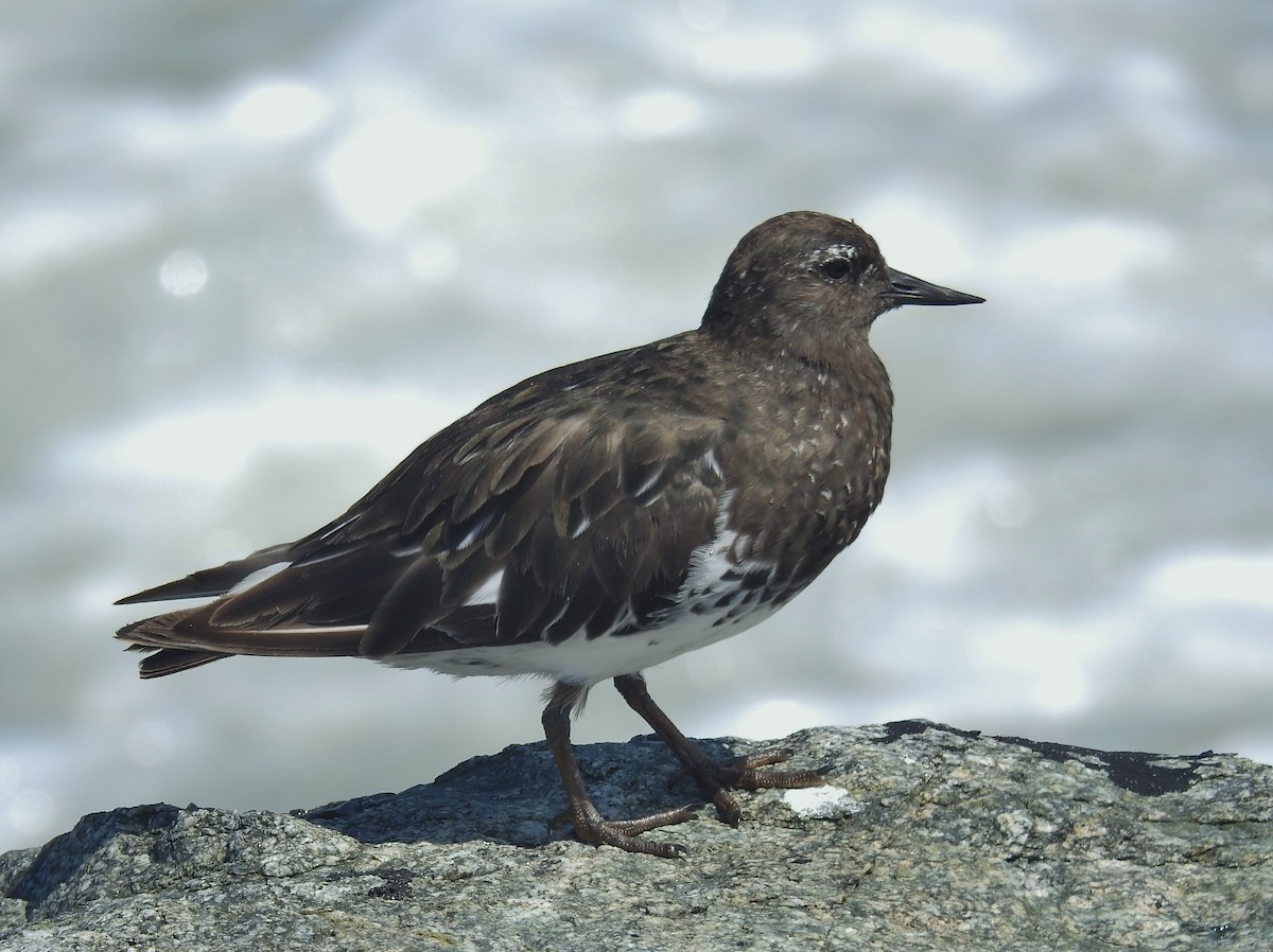 Black Turnstone - ML622903269