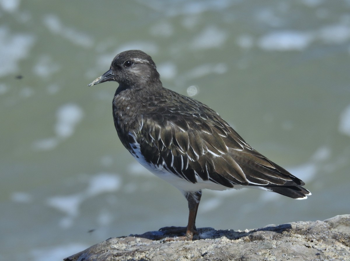 Black Turnstone - ML622903270