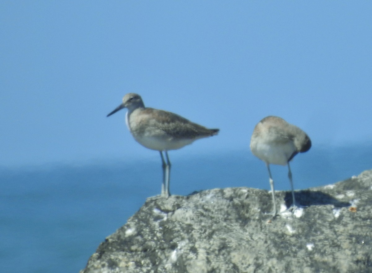 Willet - ML622903280