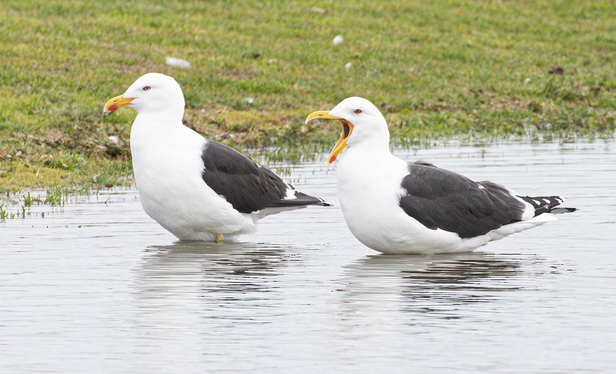 Kelp Gull (dominicanus) - ML622903302