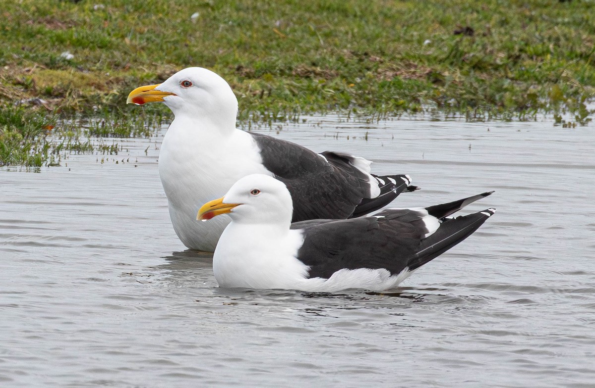 Kelp Gull (dominicanus) - ML622903306