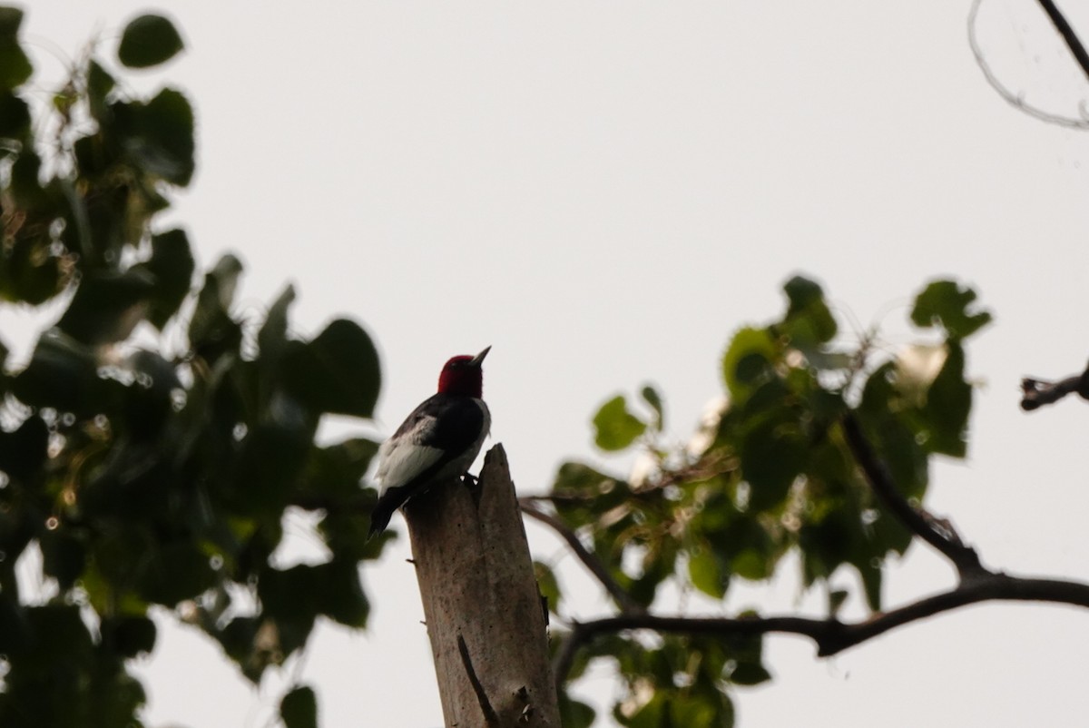 Red-headed Woodpecker - kathryn clark