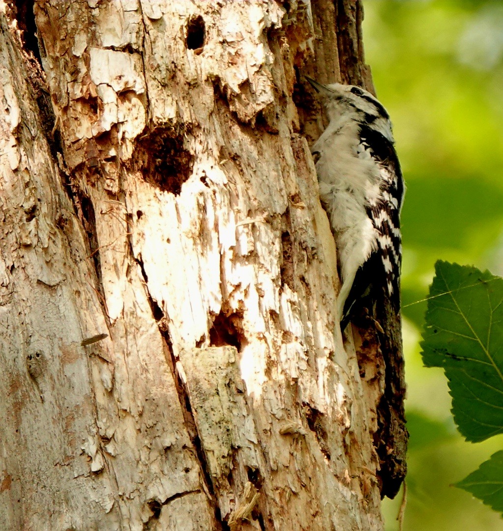 Downy Woodpecker (Eastern) - kathryn clark