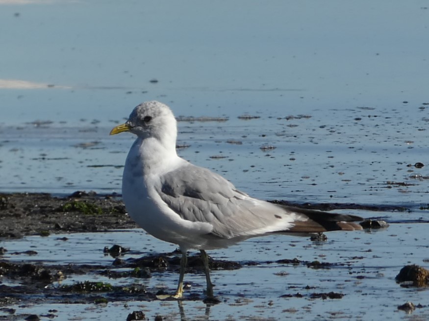 Short-billed Gull - Steph Foraker