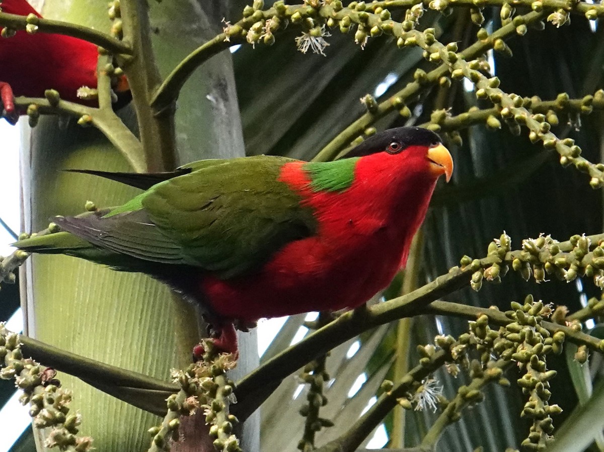 Collared Lory - Steve Kornfeld