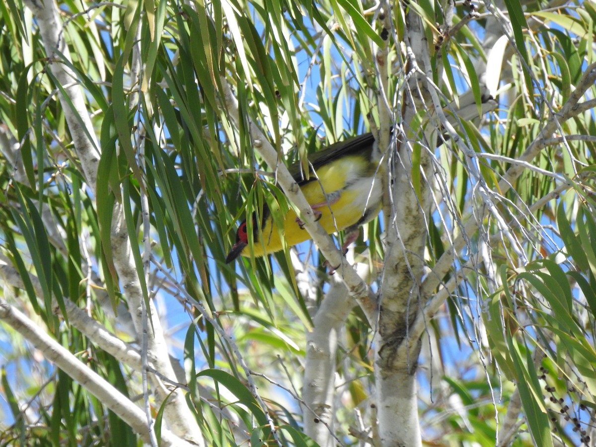 Australasian Figbird - Monica Mesch