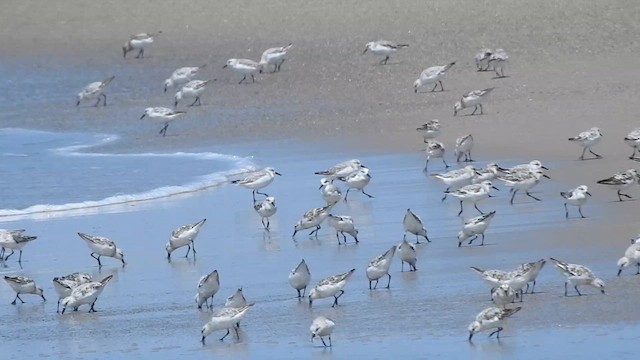 Bécasseau sanderling - ML622903511