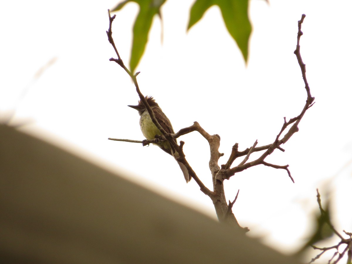 Dusky-capped Flycatcher - ML622903525