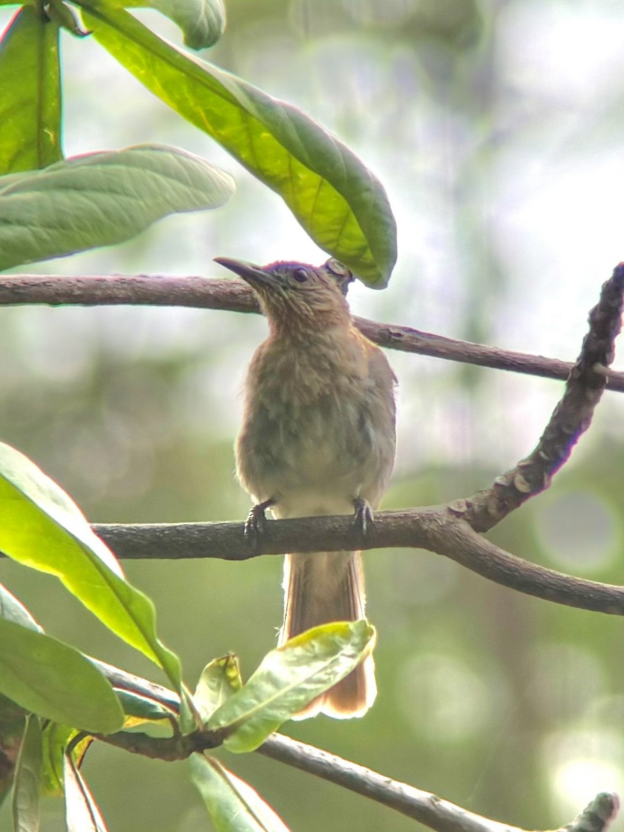 Philippine Bulbul - ML622903578