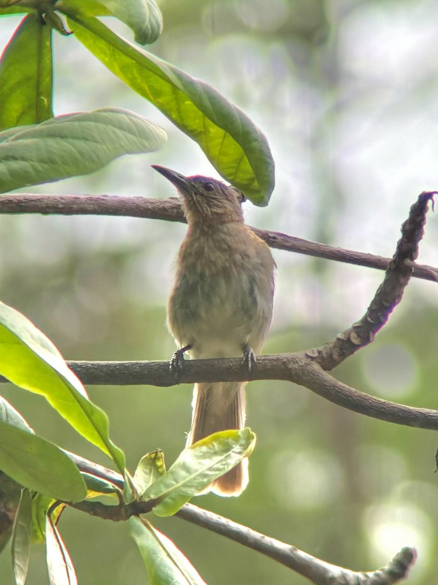 Philippine Bulbul - ML622903579