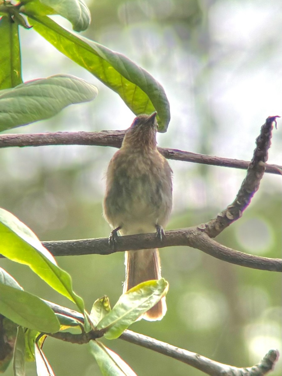 Philippine Bulbul - ML622903581