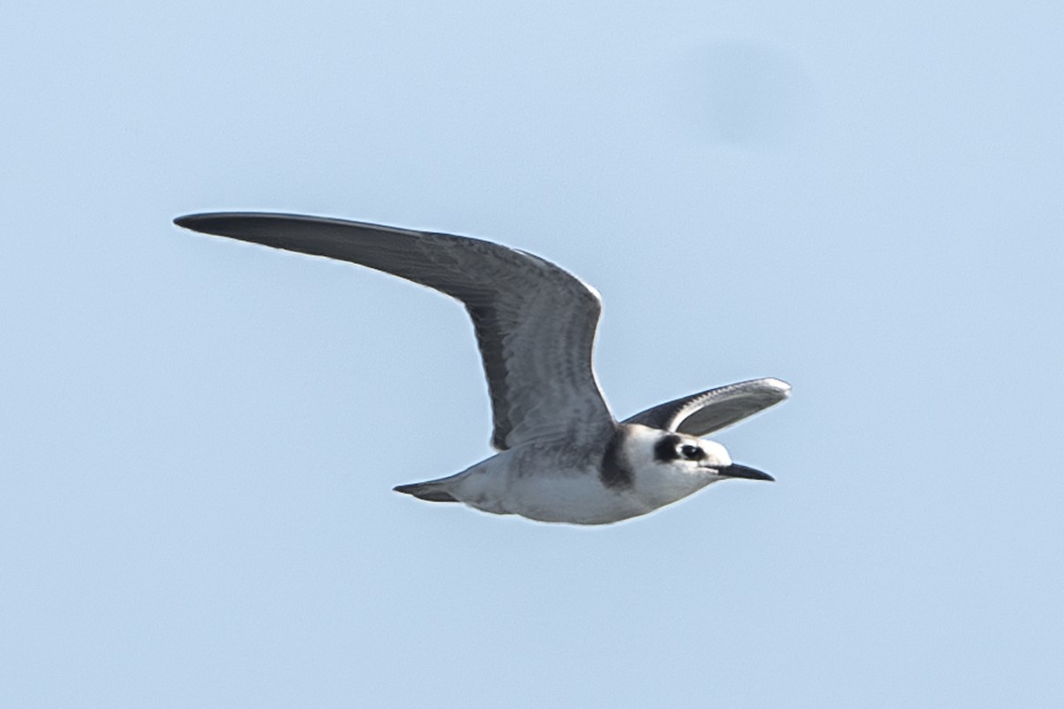 Black Tern - Michael Linz