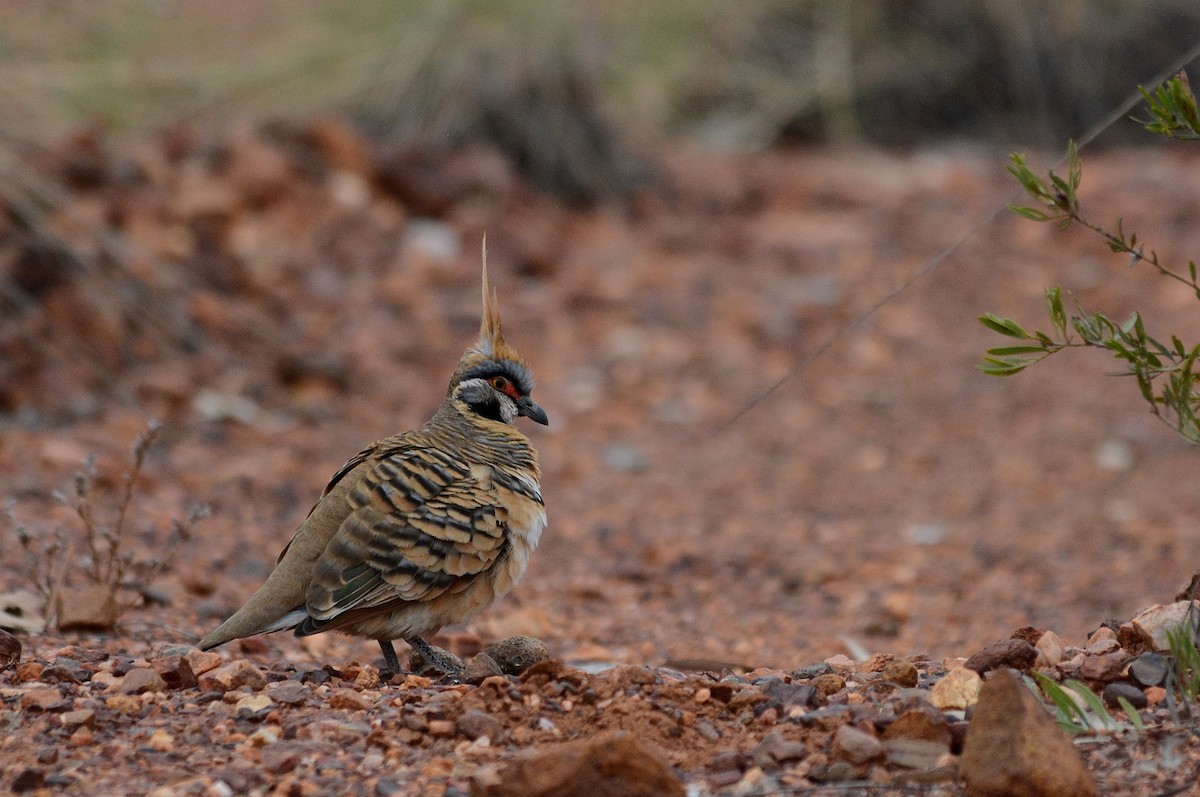 Spinifex Pigeon - Ken Black