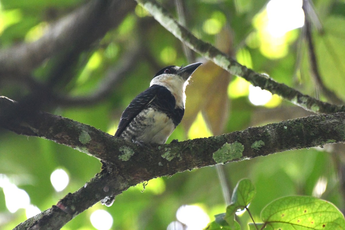 Guianan Puffbird - ML622903610