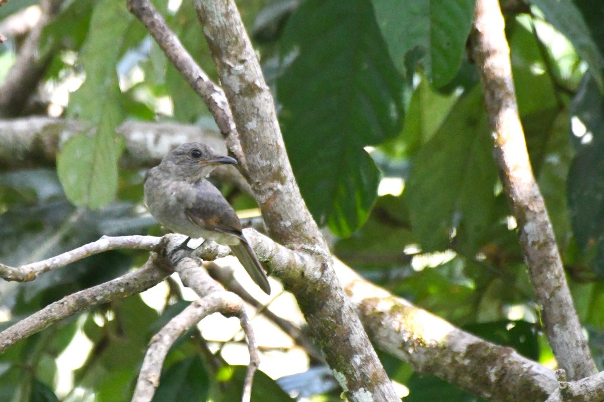 Screaming Piha - ML622903615