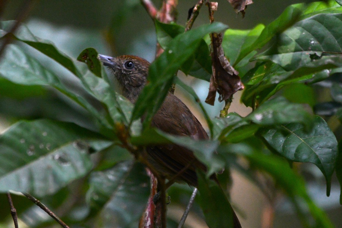 Gray Antbird - ML622903619