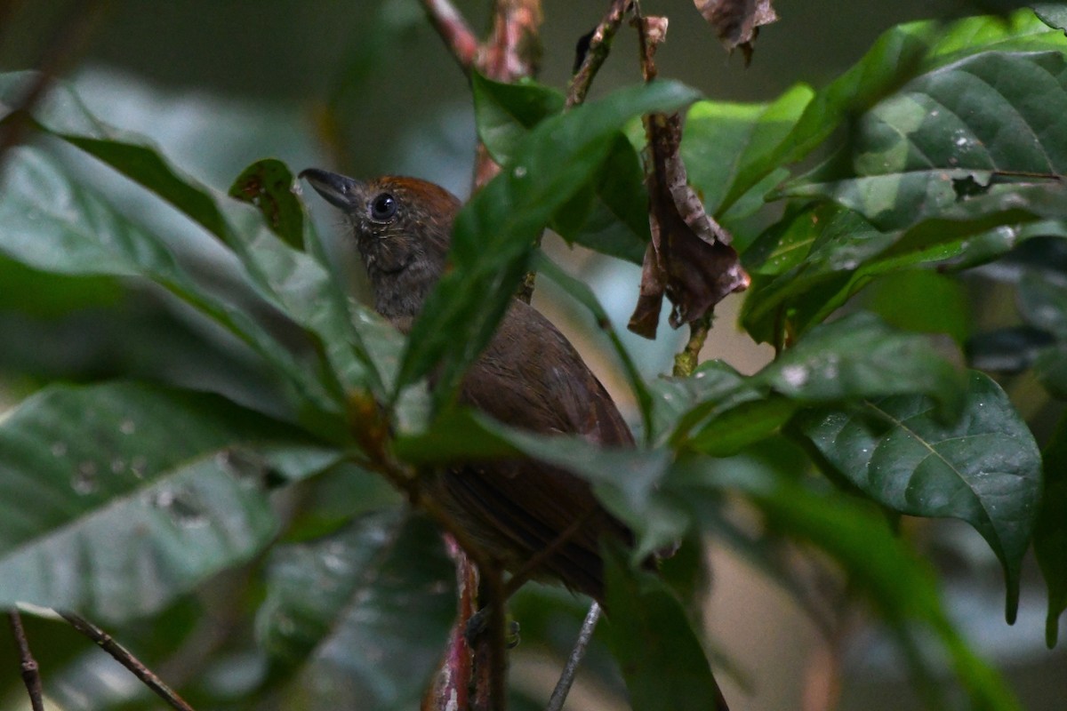 Gray Antbird - ML622903620