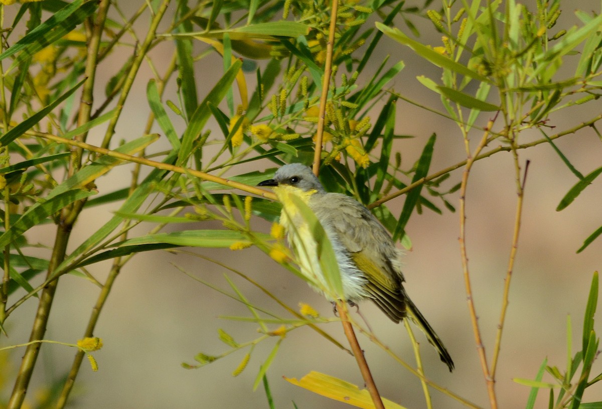 Gray-headed Honeyeater - Ken Black