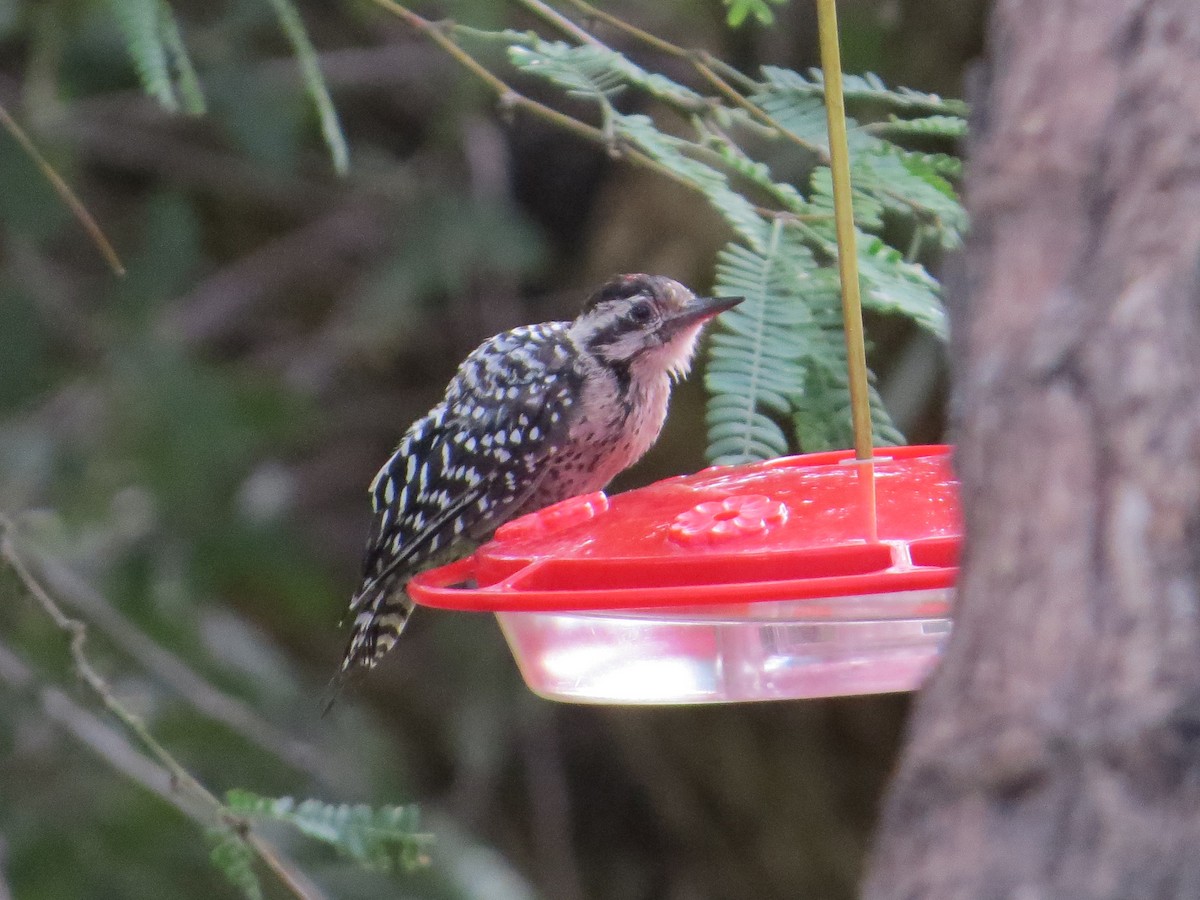 Ladder-backed Woodpecker - ML622903652