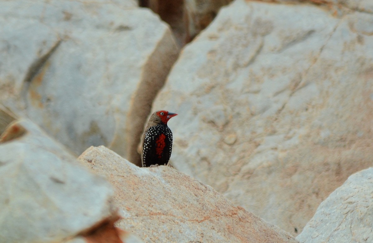 Painted Firetail - ML622903692