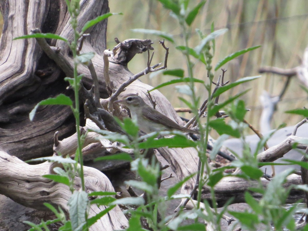 Warbling Vireo - ML622903730