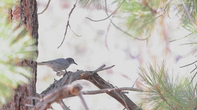 Pinyon Jay - ML622903793