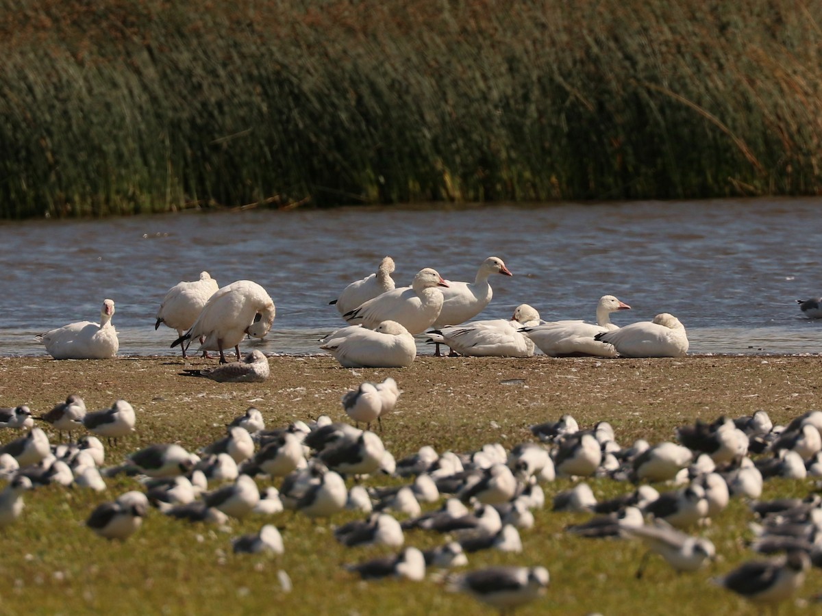 husa sněžní - ML622903816