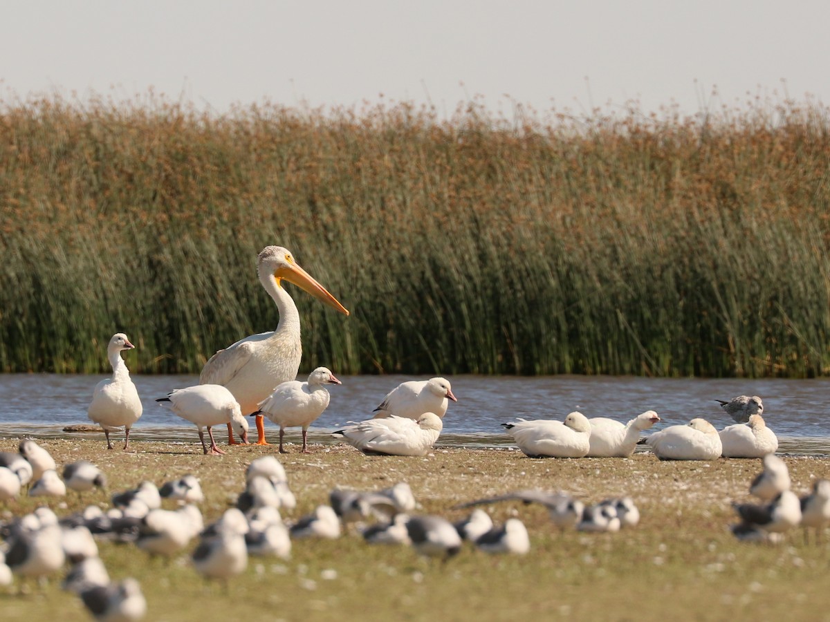 husa sněžní - ML622903819