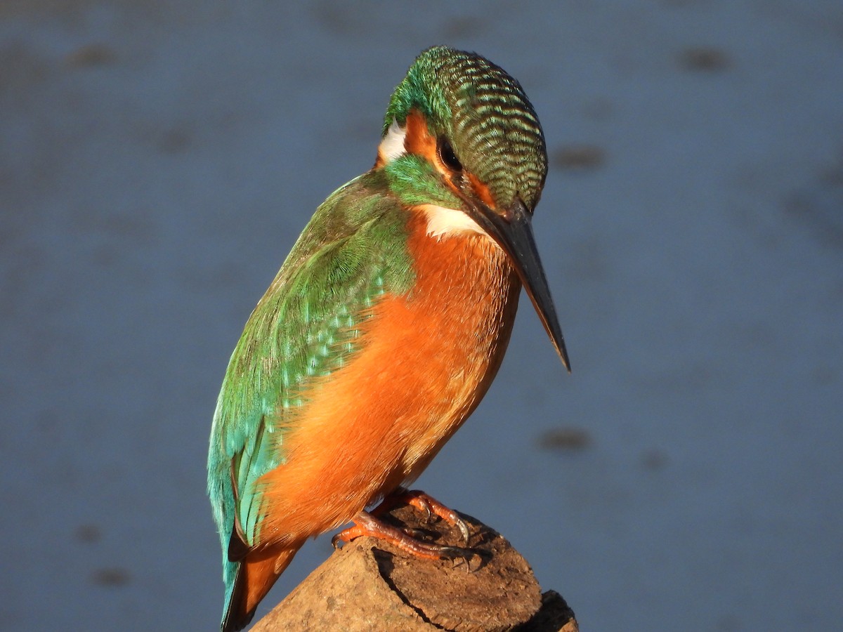 Martin-pêcheur d'Europe - ML622903829