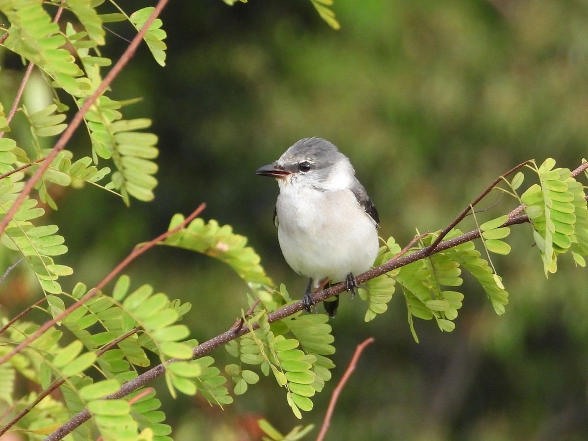 Brown-rumped Minivet - ML622903834