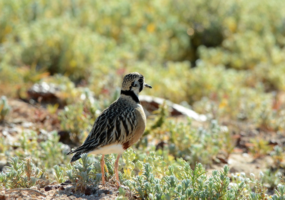 Inland Dotterel - ML622903842