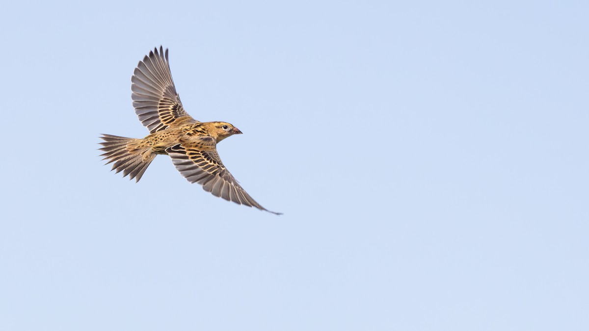 Bobolink - ML622903856