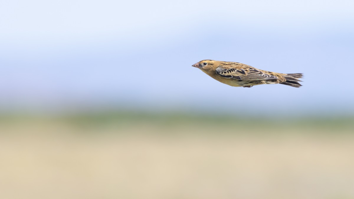 Bobolink - ML622903857