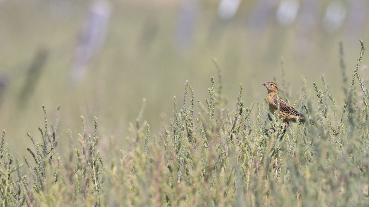 Bobolink - ML622903862