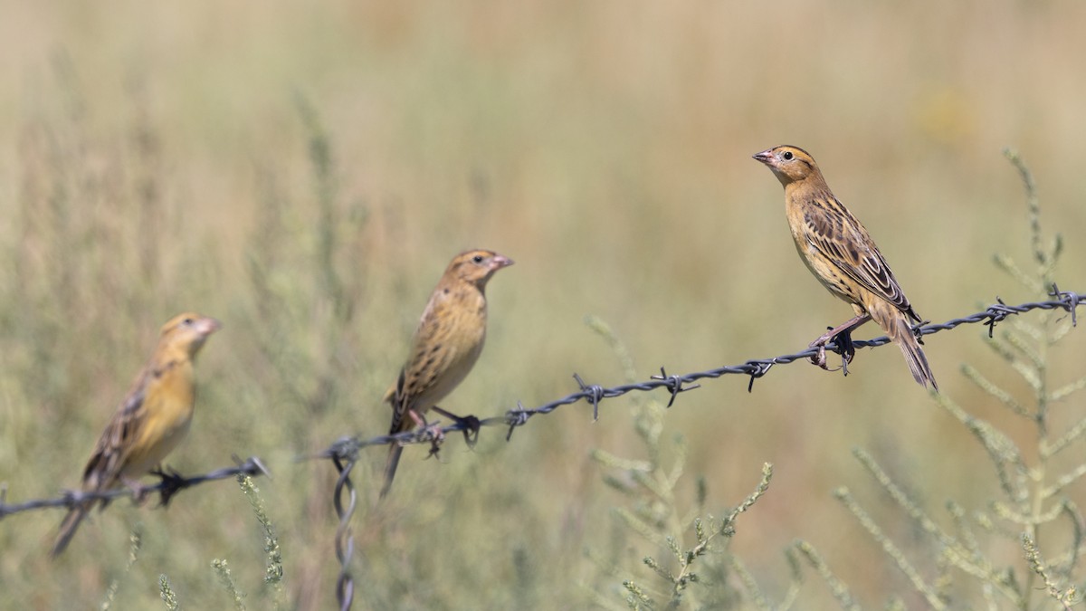Bobolink - ML622903865