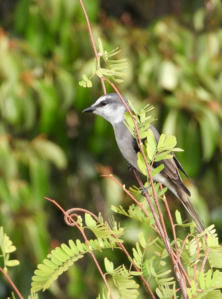 Brown-rumped Minivet - ML622903870