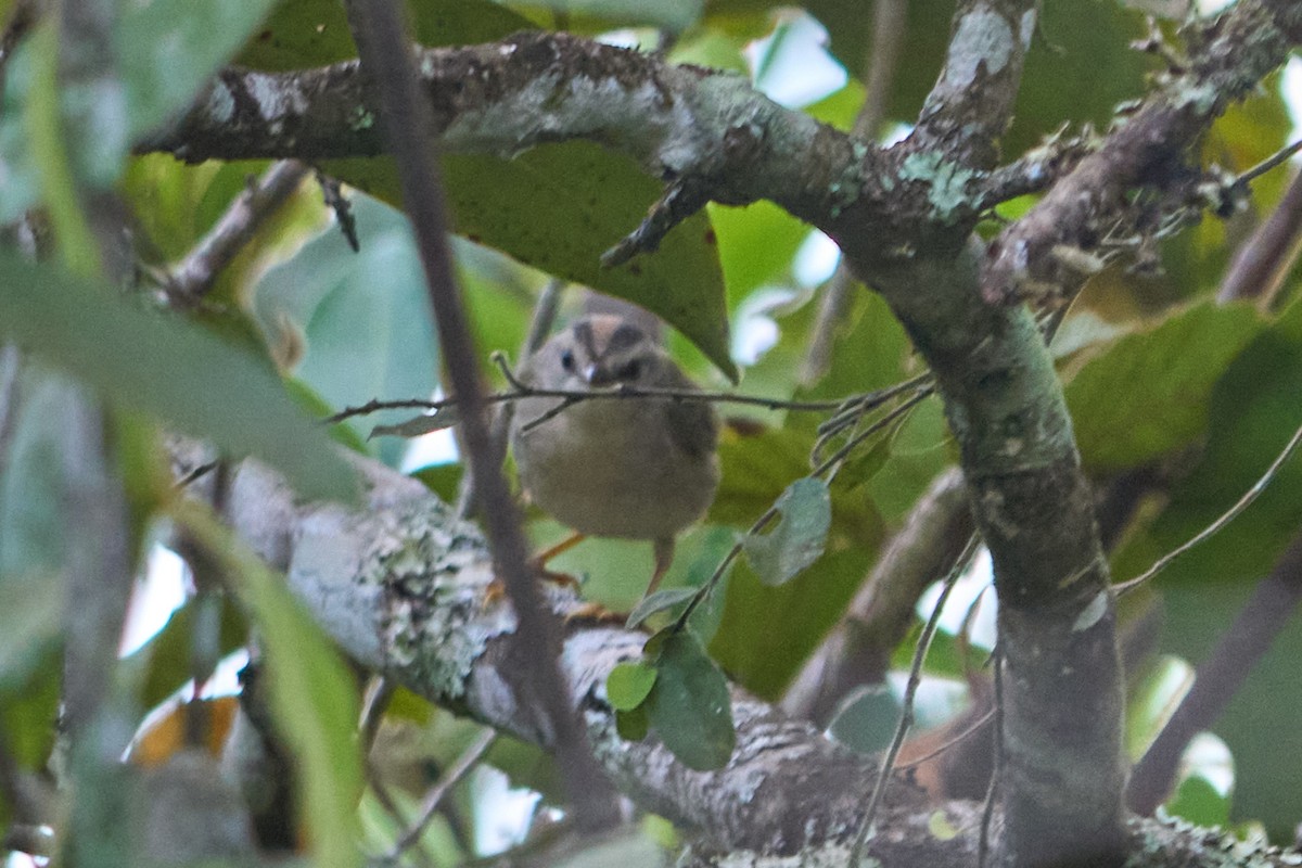 Golden-crowned Warbler (White-bellied) - ML622903887