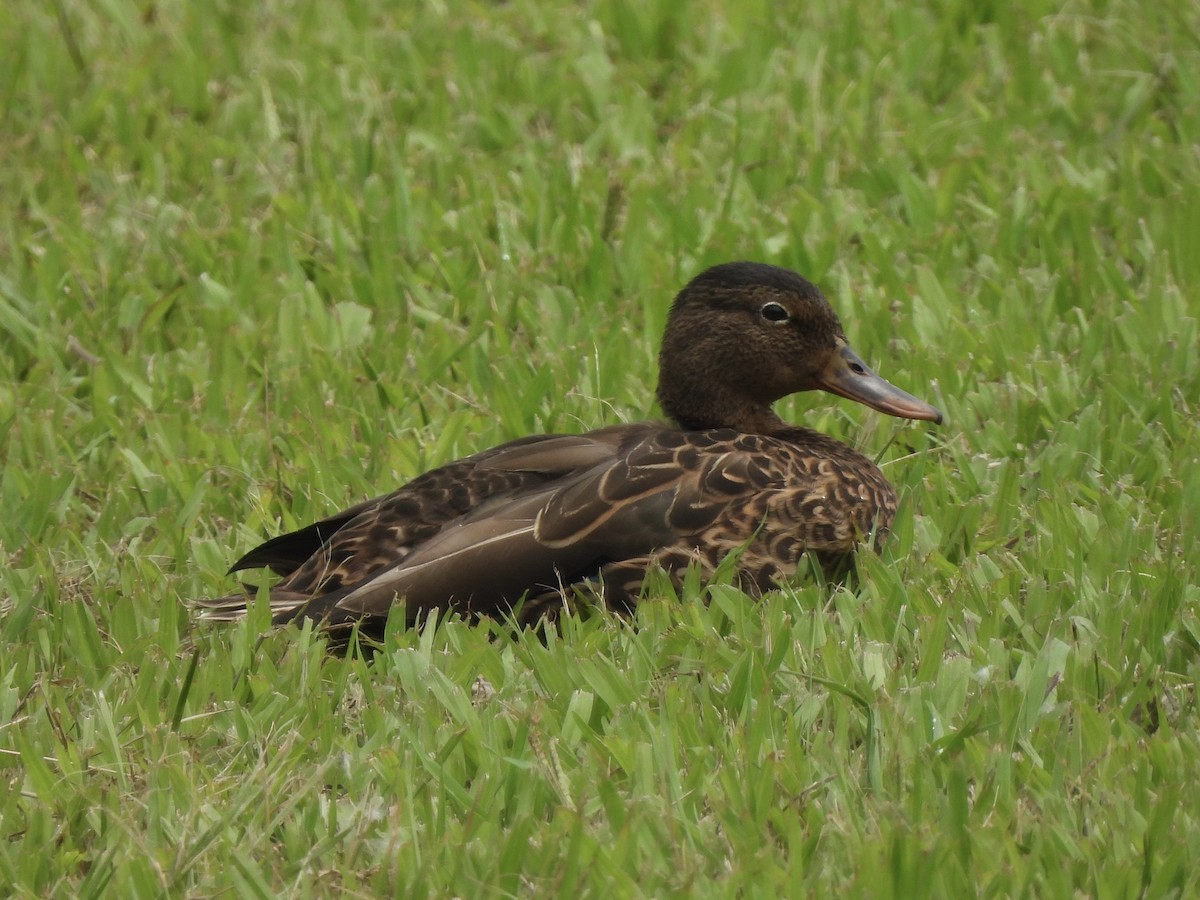 Hawaiian Duck - Ethan Matsuyama