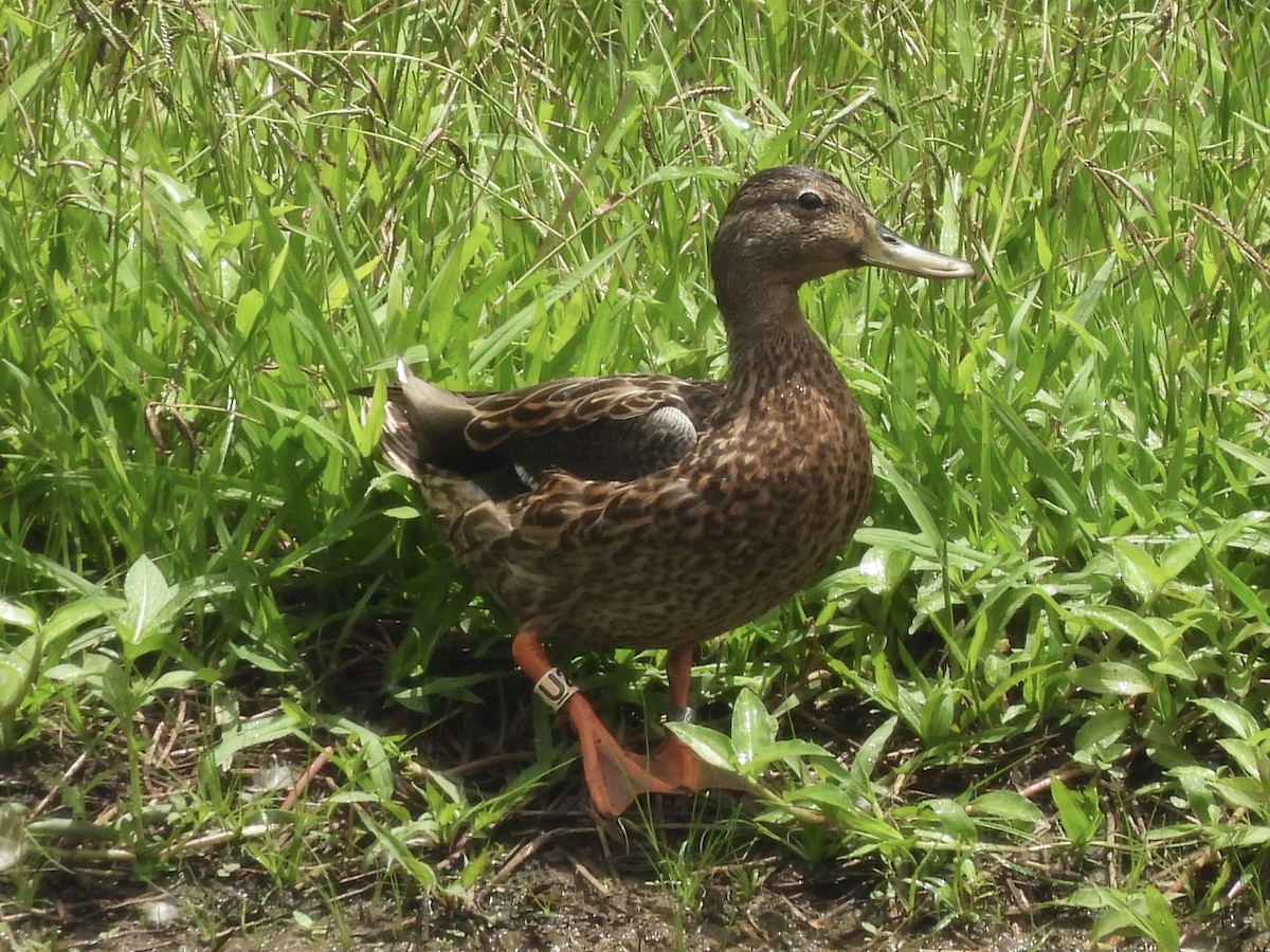 Hawaiian Duck - ML622903939