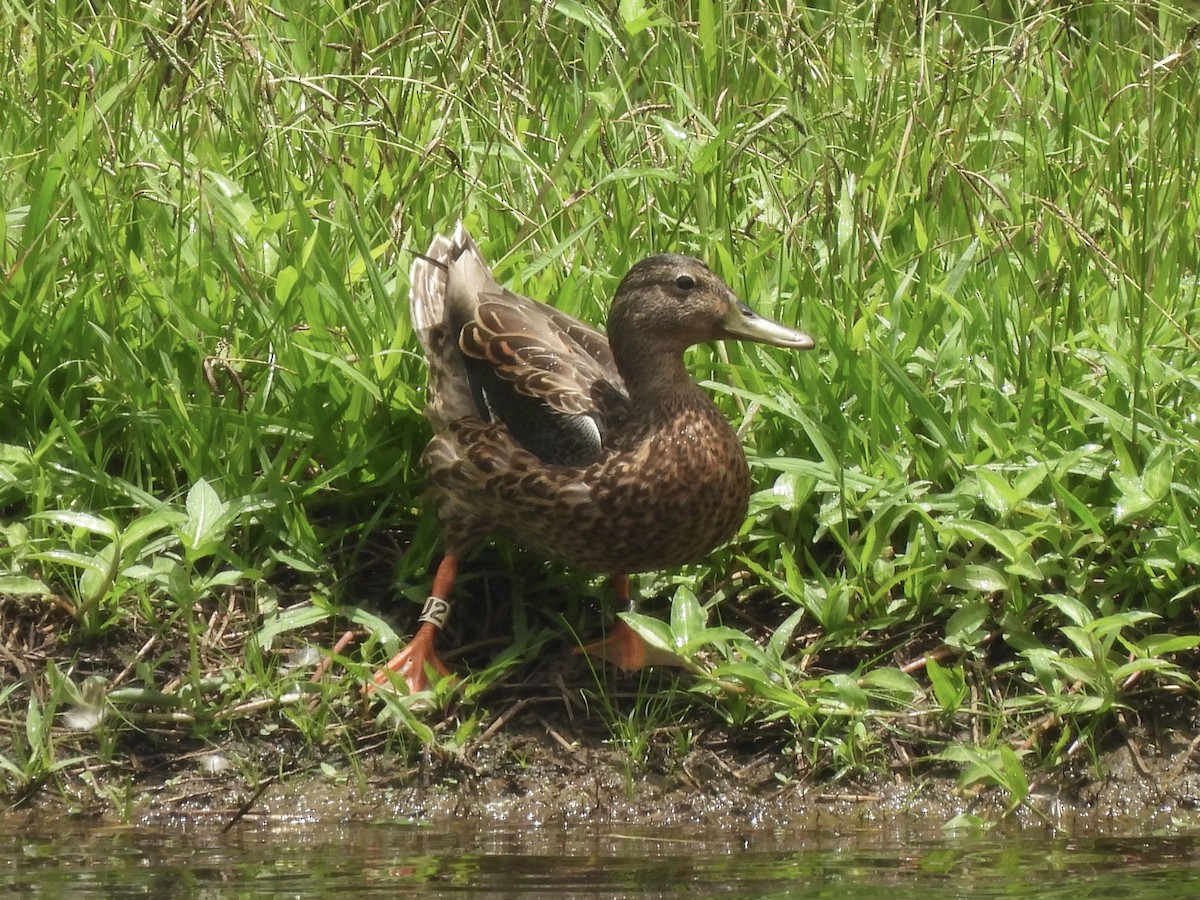 Canard des Hawaï - ML622903940