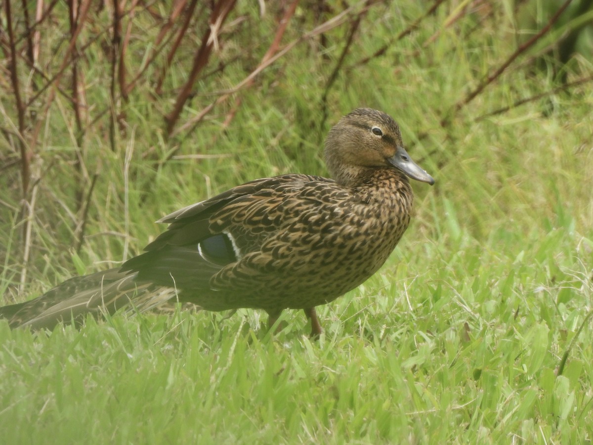 Hawaiian Duck - ML622903941