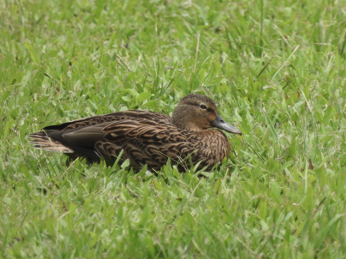 Canard des Hawaï - ML622903942