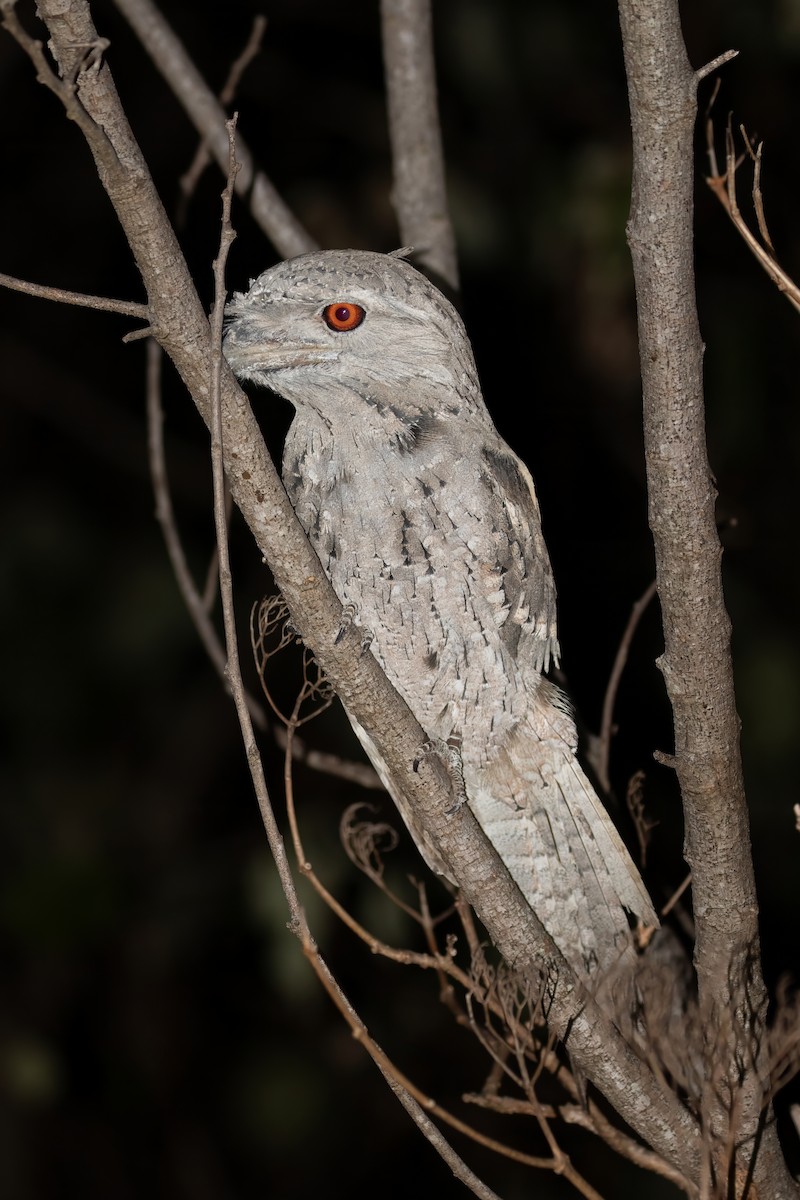 Tawny Frogmouth - ML622903956